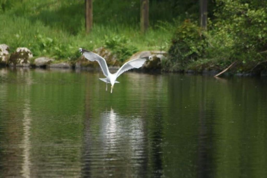 Stunning 3 Bed Riverside Cabin In Snowdonia Caeathro Eksteriør billede